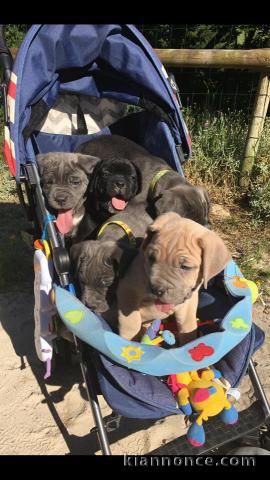 A donner Chiots cane corso.