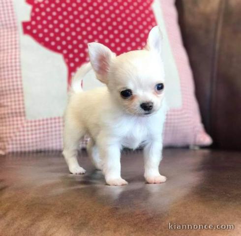 Disponible de suite magnifique chiots chihuahua