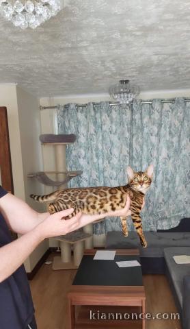 Chaton Bengal X réservé