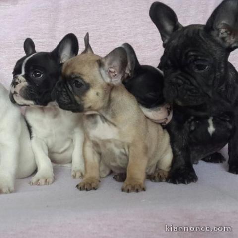 Chiots bouledogue français à vendre