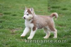 Magnifique chiots husky Sibérien a donner contre bon soin 