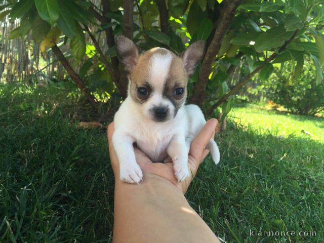 Magnifique chiot Chihuahua femelle à donner