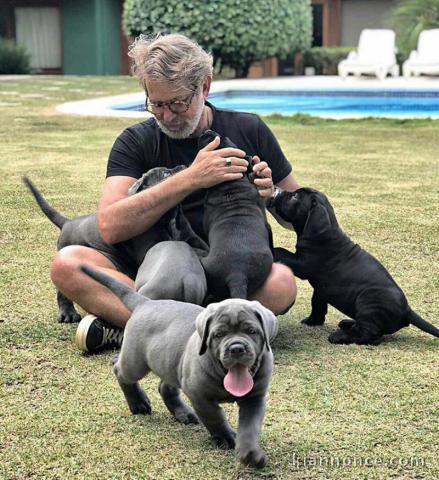 Chiots Cane Corso à donner