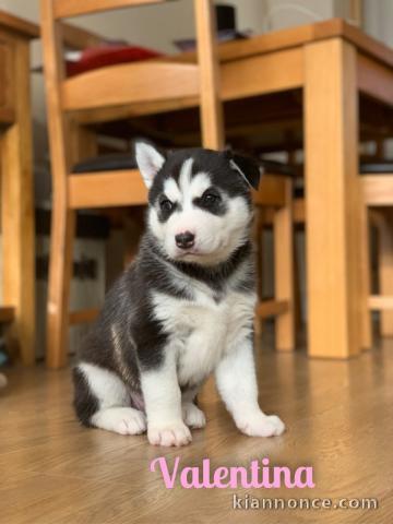 DISPOBIBLE CHIOT DE TYPE HUSKY SIBERIEN