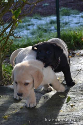 A donner magnifiques chiots labrador