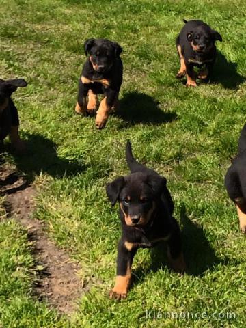 A donner chiots Beauceron 