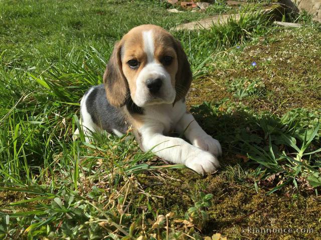 A donner  chiots Beagle