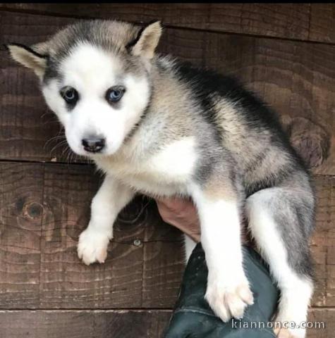  Disponible de suite magnifique chiots Husky Siberien 