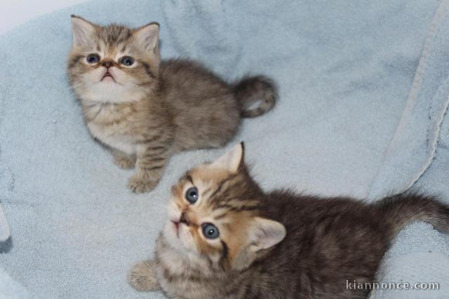 Donne très jolis Chatons Exotic Shorthair