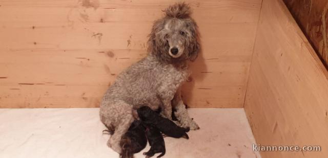 Jolie portée de chiots type caniches 