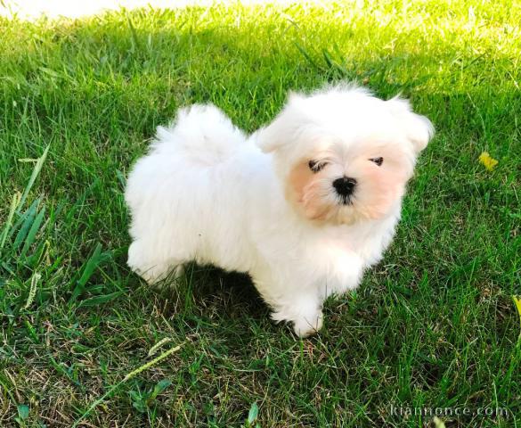 A DONNER Très Beau Chiot Bichon Maltais Mâle