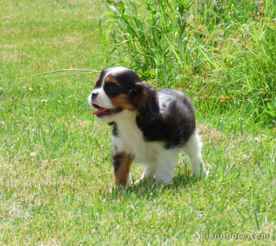 Don de Chiots Cavalier King Charles