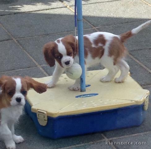 Don de Chiots Cavalier King Charles