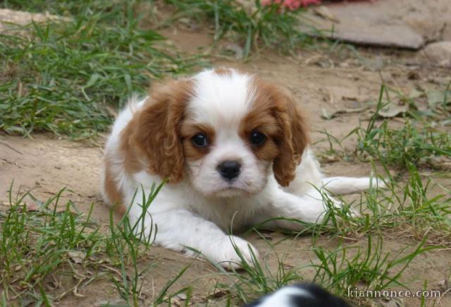 Don de Chiots Cavalier King Charles