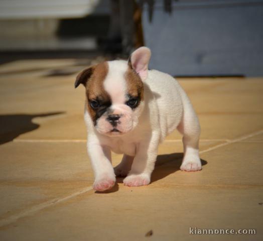 Chiot bouledogue français mâle a donner