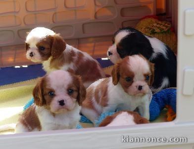 Don de Chiots Cavalier King Charles