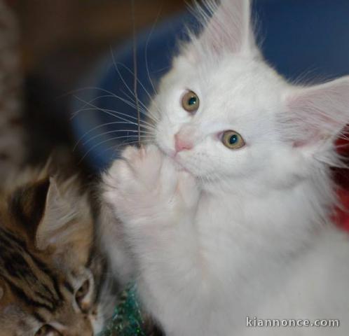 A donner chaton main coon