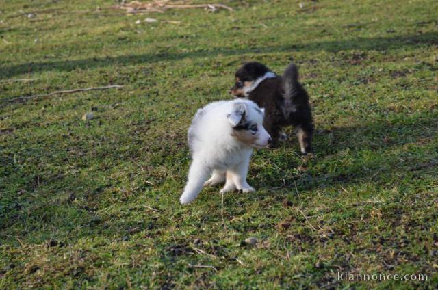 Magnifique chiots berger shetland