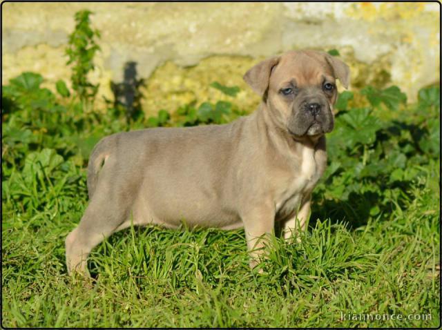 A donner Chiots cane corso.