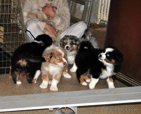 Magnifique chiots berger australien 