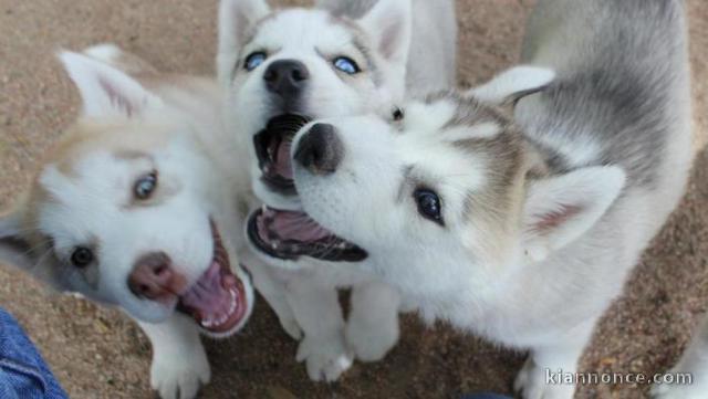 Chiots husky siberien pour bonne maman