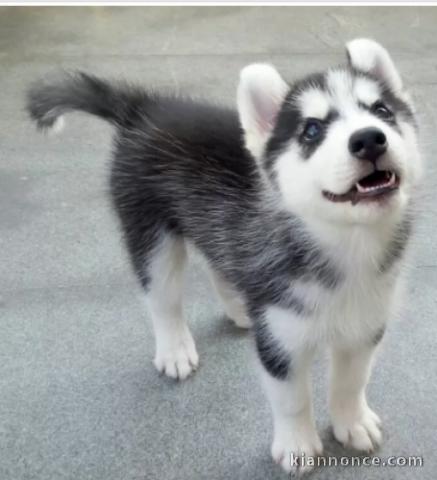 Chiots husky siberien pour bonne maman