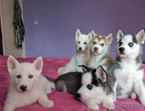 Adorables chiots husky de Sibérie à réserver