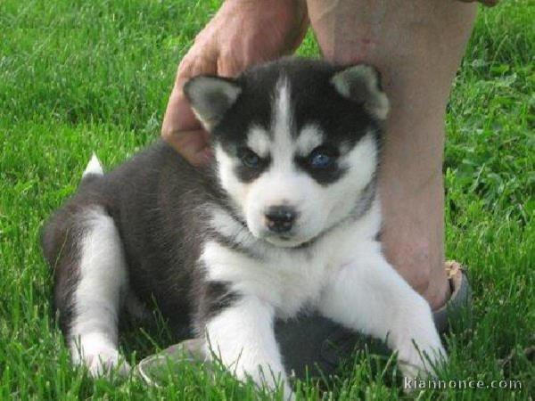 Adorables chiots husky de Sibérie à réserver