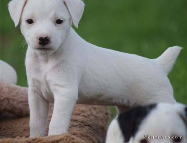 A donner Chiots jack russell