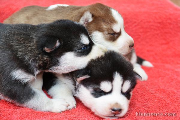 Chiots husky siberien pour bonne maman