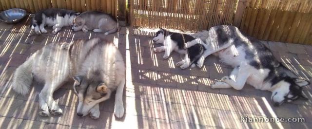 Urgent !!! Husky sibérien a donner 