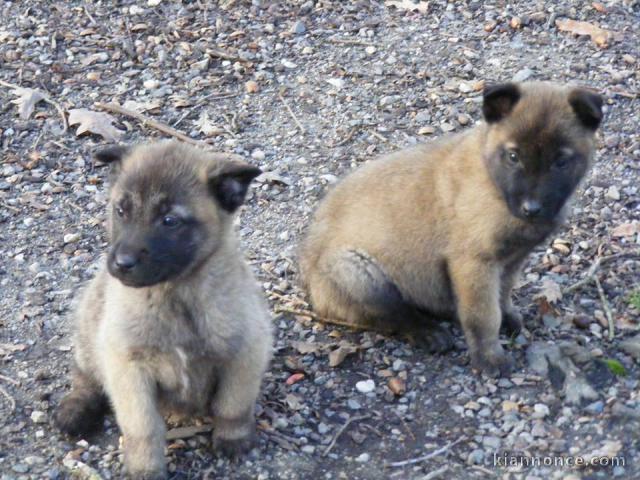 Magnifiques chiots Berger Malinois 