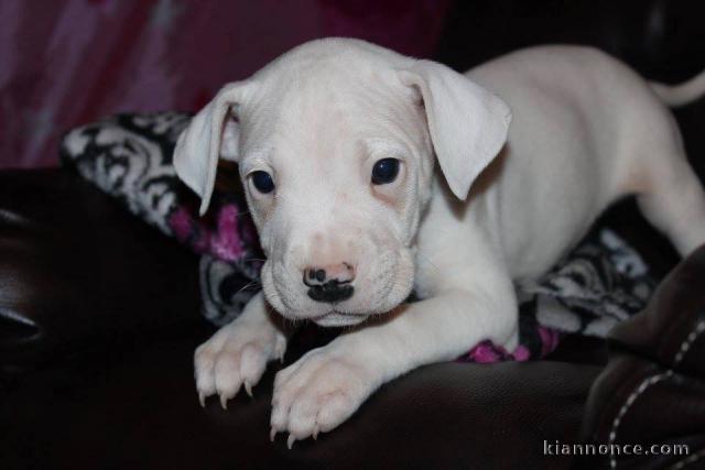 A donner chiots Dogue argentin