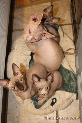 A donner chatons sphynx 