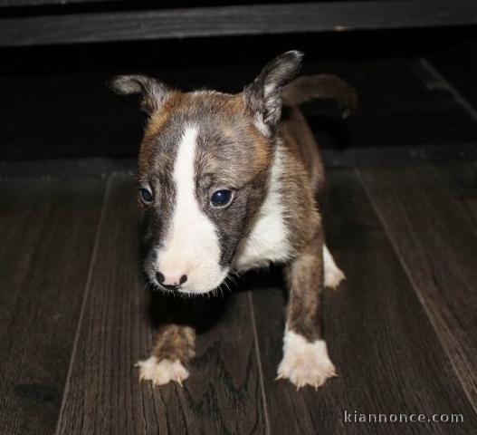 Adorables chiots Pit-bull-terrier-américan