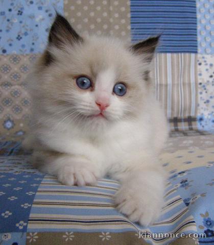 Chatons Ragdoll disponible de suite