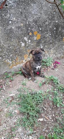 Beau chiot Staffordshire bull terrier (staffie) à donner