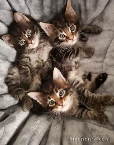 Chatons maine coon pour adoption