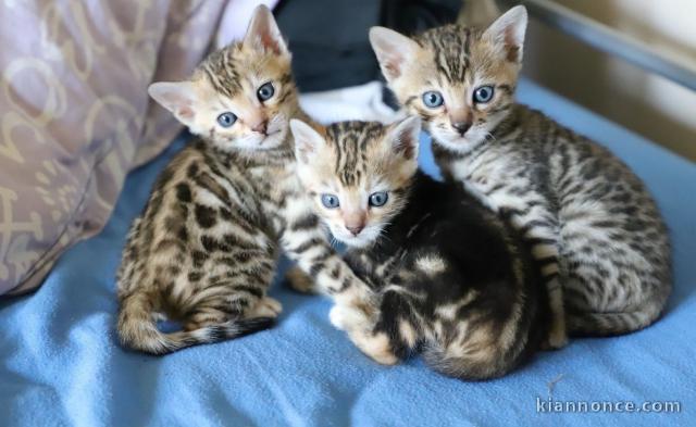 Adorables et superbes Chatons bengal pour adoption