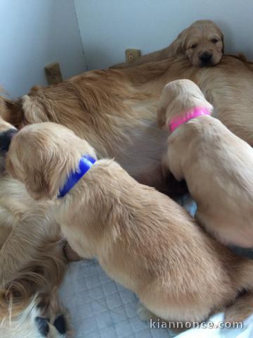 Magnifiques Chiots Golden Retriever 