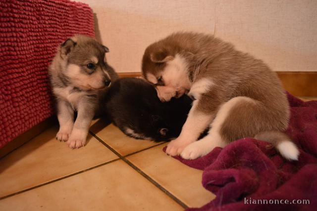 A donner chiots Husky de sibérien