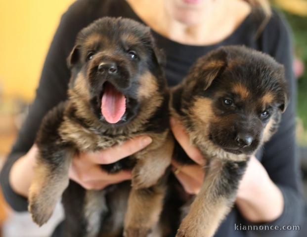 Chiots berger allemand