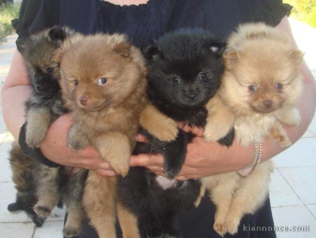 Chiots berger allemand 