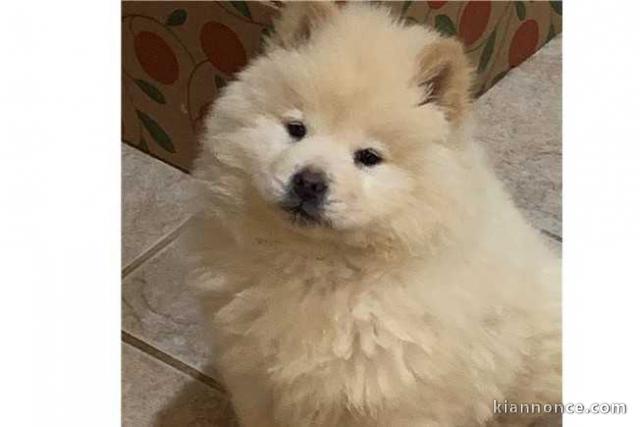 donner chiot type Chow Chow femelle