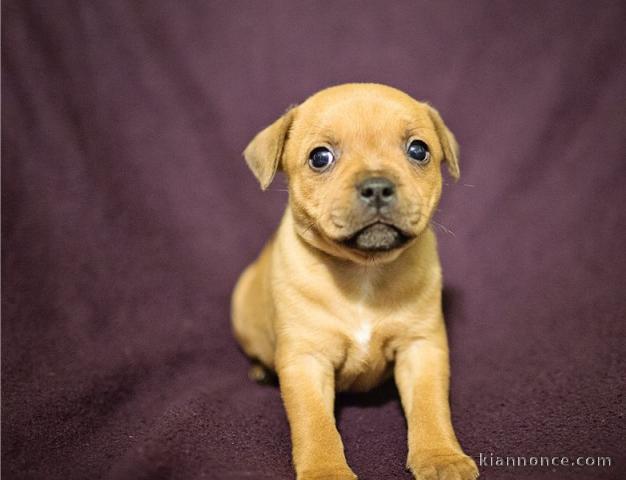 A donner Chiots staffordshire bull terrier