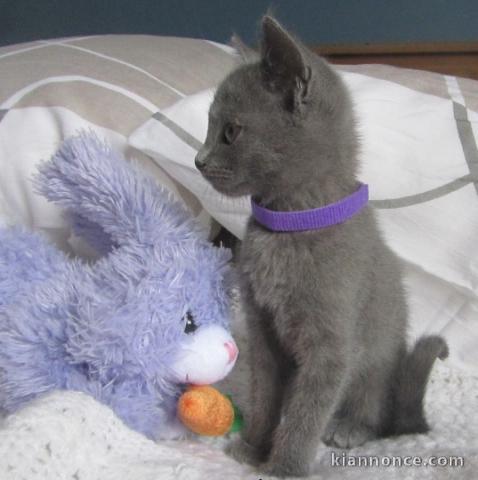 superbes chatons chartreux