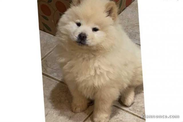  A donner chiot type Chow Chow femelle