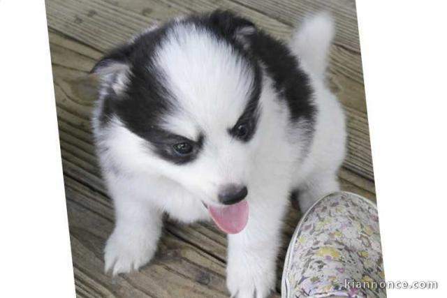 deux chiots Spitz Nain allemand 