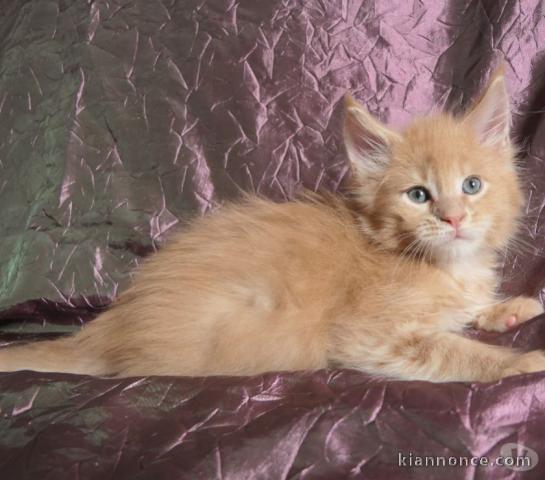 Chaton main coon a donner