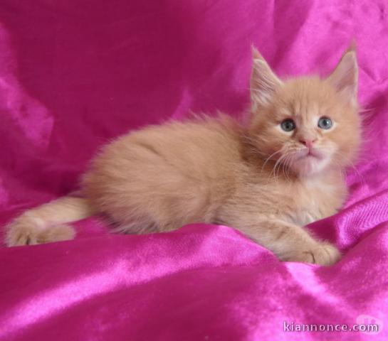 Adorable chatons Maine coon